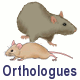 Orthologues (Not available)