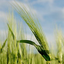 Hordeum vulgare 10TJ18