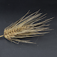 Hordeum vulgare Akashinriki