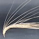 Hordeum vulgare Barke