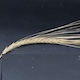 Hordeum vulgare Bonus