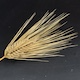 Hordeum vulgare ChikurinIbaraki