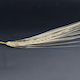 Hordeum vulgare Foma