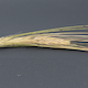 Hordeum vulgare FT144