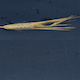 Hordeum vulgare FT262