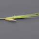 Hordeum vulgare FT286