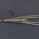 Hordeum vulgare FT333