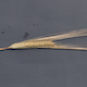 Hordeum vulgare FT628