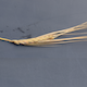 Hordeum vulgare FT67