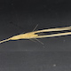 Hordeum vulgare HID055