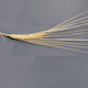 Hordeum vulgare HID101