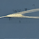 Hordeum vulgare HID249