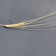 Hordeum vulgare HID357