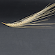 Hordeum vulgare Hockett