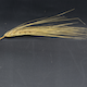 Hordeum vulgare HOR10096
