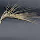 Hordeum vulgare HOR10350
