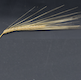 Hordeum vulgare HOR10892
