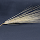 Hordeum vulgare HOR1168