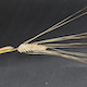 Hordeum vulgare HOR12184