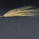 Hordeum vulgare HOR13663