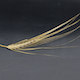 Hordeum vulgare HOR13821