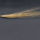Hordeum vulgare HOR13942