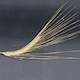 Hordeum vulgare HOR14061