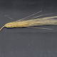 Hordeum vulgare HOR18321
