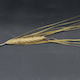 Hordeum vulgare HOR21256