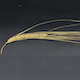 Hordeum vulgare HOR21595