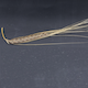 Hordeum vulgare HOR21599