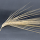Hordeum vulgare HOR2180