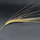 Hordeum vulgare HOR2779
