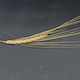 Hordeum vulgare HOR2830