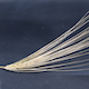 Hordeum vulgare HOR3081