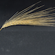 Hordeum vulgare HOR3365