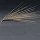 Hordeum vulgare HOR3474