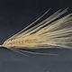 Hordeum vulgare HOR4224