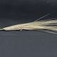 Hordeum vulgare HOR6220