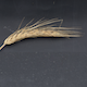 Hordeum vulgare HOR7172