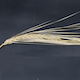 Hordeum vulgare HOR7385