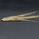 Hordeum vulgare HOR7552