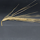 Hordeum vulgare HOR8148
