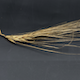 Hordeum vulgare HOR9972