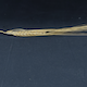 Hordeum vulgare Igri