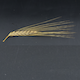 Hordeum vulgare Maximus