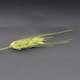 Hordeum vulgare OUN333