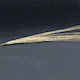 Hordeum vulgare RGTPlanet