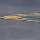 Hordeum vulgare WBDC078