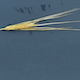 Hordeum vulgare WBDC103